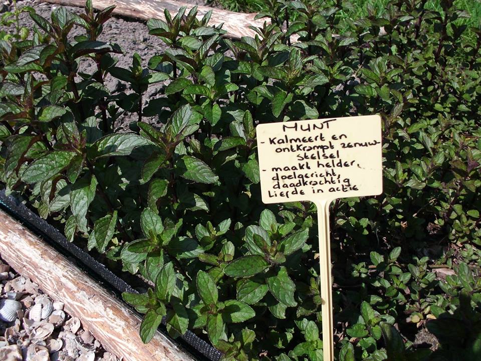 Pepermunt kruiden plantjes te koop
